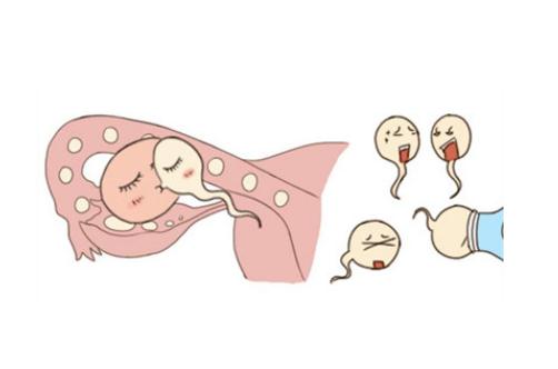 备孕生男孩姿势精子图片